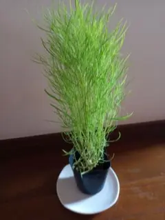 コキア・ホウキ草