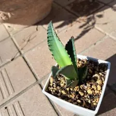 チタノタ白鯨