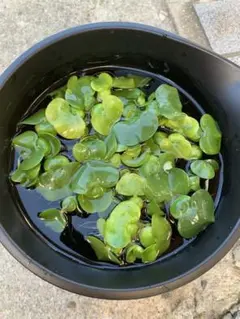 ホテイ草 水草 まとめ売り