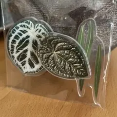 アンスリウム　ワロクアナムクラリネルビウム観葉植物　熱帯植物 マグネット D