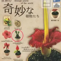 世界の奇妙な植物たち