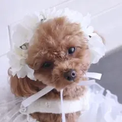 Item thumbnail for item fb16f27c-348d-4883-853a-3b0f08792a4f