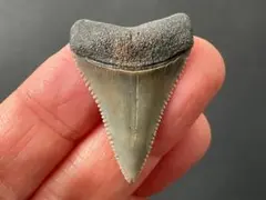 Item thumbnail for item 8b11edb7-a017-42b5-a1f1-d4fb4ad8c213