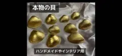 本物の金色の貝殻 10個セット