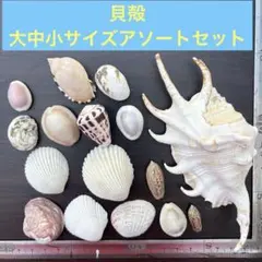 貝殻セット 大〜小サイズアソート