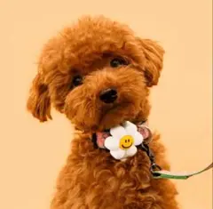 Item thumbnail for item 83444652-9108-4767-8fcc-6ffb6c734cba