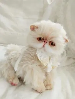 生後3ヶ月♡ふっくら♡エキゾチック子猫ちゃん♡アートドール♡ぬいぐるみ♡