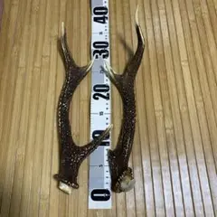 鹿の角 置物 約35cm