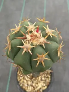 サボテン　白刺翠平丸　選抜 Echinocactus horizonthalonius 白刺翠平丸 サボテン | plants