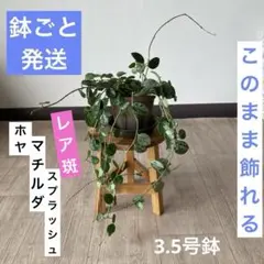 専用出品　ホヤ　ラクノーサミントコイン&マチルダ(スプラッシュの、キレイな子) 2025年最新】ホヤ マチルダ スプラッシュの人気アイテム - メルカリ