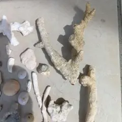 水槽用サンゴ・貝殻セット