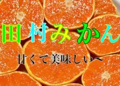 フォロワーセール‼️田村みかん 5kg 1