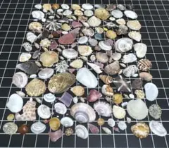 貝殻詰め合わせ　2