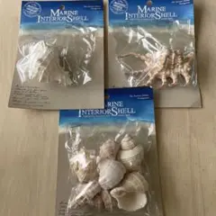 貝殻 （貝がら） シェル インテリア 飾り 置き物