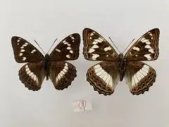 2025年最新】オオイチモンジの人気アイテム - メルカリ