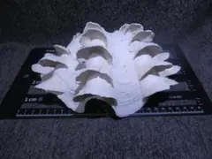 ヒレジャコガイ　24cm　カケあり　930g