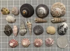 【12】天然ヤドカリハウス★貝殻セット 様々なサイズ