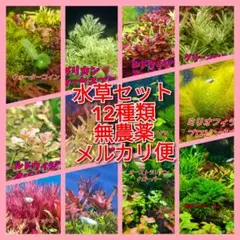 水草セット 12種類 無農薬 メルカリ便