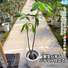 2025年最新】パキラパラソル仕立て・・の人気アイテム - メルカリ