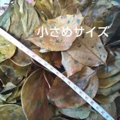 【訳あり】柿の葉 枯れ葉 90枚以上 ペット用