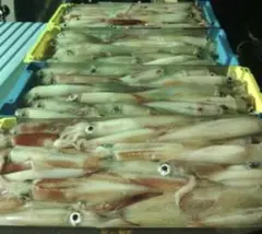 Item thumbnail for item f820d9a9-0d5d-4f30-a6f7-eb7ac0cdac32