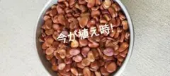 そら豆種 そら豆種子 野菜種子 野菜種