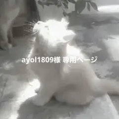 専用ページ