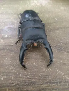⭐️サキシマヒラタ♂標本大型⭐️ サキシマヒラタクワガタ 大型♂ 74.5mm 西表島 - Insect Islands
