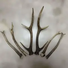 鹿の角　6本セット