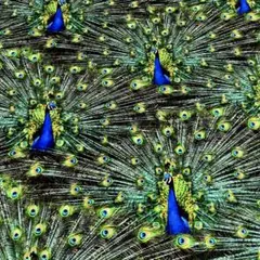 輸入生地～ ❀Proud As Peacock❀