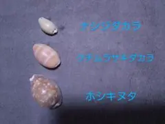 極美品】メンコイダカラ 貝 標本 タカラガイ - メルカリ