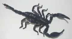 ダイオウサソリ（大）　いきもの大図鑑　さそり　バンダイ　ガチャ