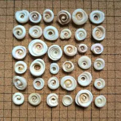 貝殻　プカシェル　36個
