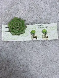 期間限定値下げ多肉植物七福神ポニーフック&斑入りタイトゴメピアス