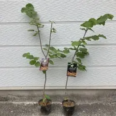 最後の1セットです❗ヘーゼルナッツ苗木　3品種セット❗こちらで苗木選び発送します 2025年最新】ヘーゼルナッツ苗木の人気アイテム - メルカリ