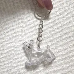 けだまだま　犬　シュナウザー