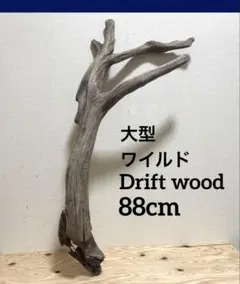Ｇ33 灰汁抜き処理済み流木　爬虫類　両生類　インテリア　DIY ガーデニング