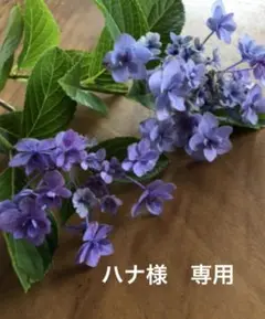 2025年最新】標本 昆虫 タマムシの人気アイテム - メルカリ