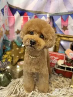 トイプーママさん　確認用