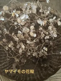 ヤマイモの花殻 ・ドライフラワー ・山芋の花殻　リース花材・匿名配送