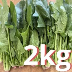 ほうれん草 2kg 無農薬