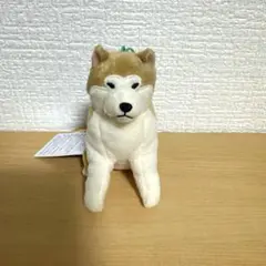 ほっこり秋田犬 はち兵衛