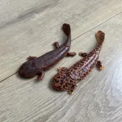 【美品】水辺の仲間 オオサンショウウオ 2点セット ガチャガチャ