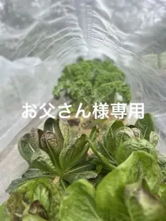 Item thumbnail for item ea04b92b-db80-4123-9c67-2ad48797ac3d