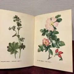 ❤️セール87⑨1958年チェコビンテージ植物図鑑　ジャンクジャーナル　洋書古書