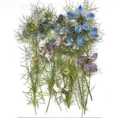 S-12　押し花　ニゲラ　花・葉・枝