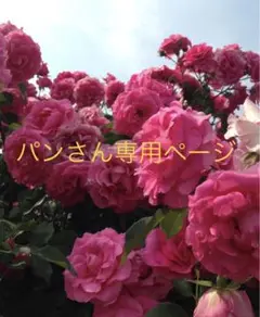 オバジ ダーマパワーX ステムシャープアイ 20g