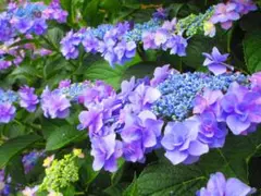 アジサイの花のきれいな風景（№5588)