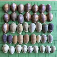 夏休みの工作に！タカラガイなど貝殻40個セット