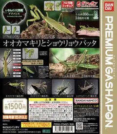 いきもの大図鑑アドバンス オオカマキリとショウリョウバッタ　ショウリョウバッタ